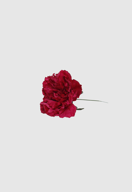 FLOR FLAMENCA